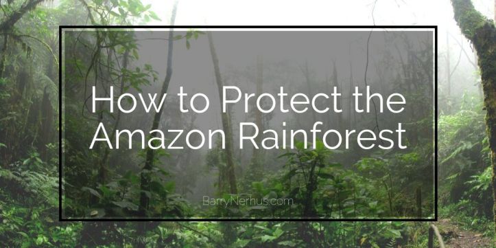 Barry-Nerhus-_-how-to-protect-the-amazon-rainforest